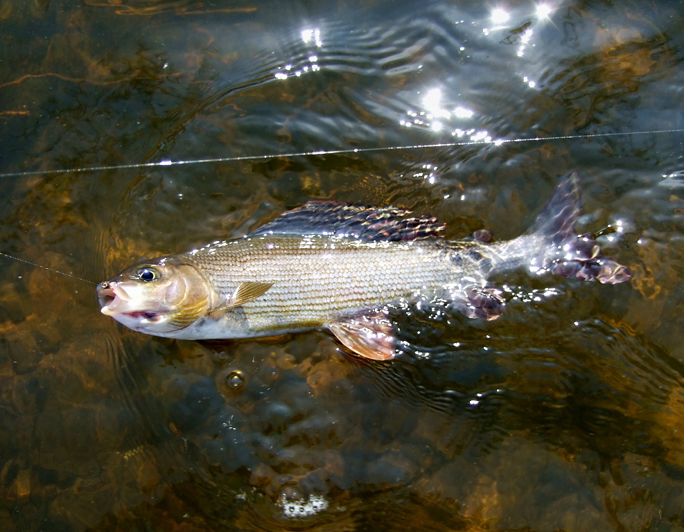 End of the fight, Mr. Flag Bearer!