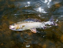 End of the fight, Mr. Flag Bearer!