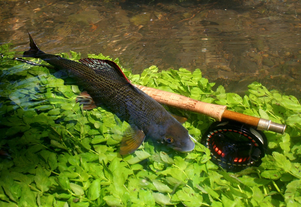 Extraordinary "Fish & Gear" photo composition.