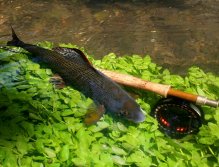 Extraordinary "Fish & Gear" photo composition.