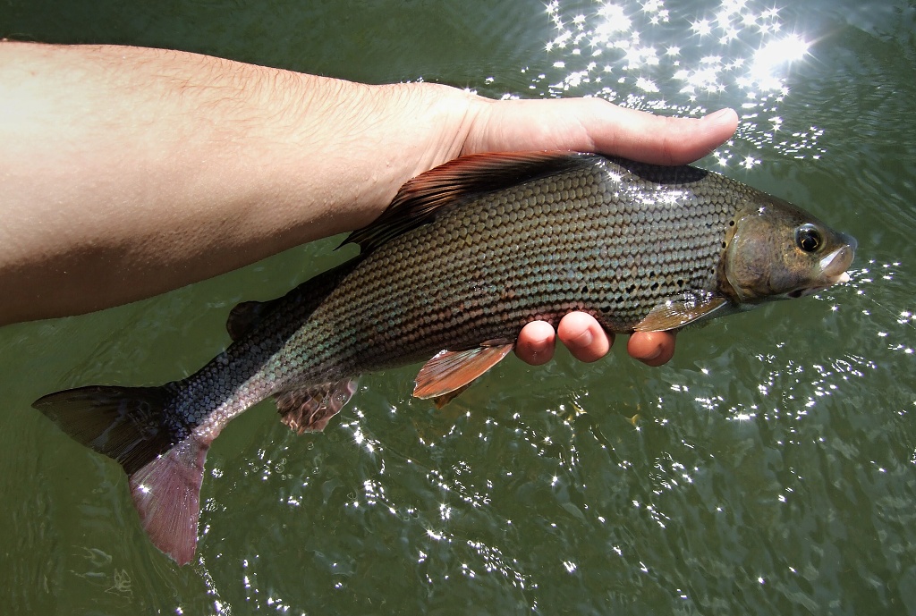 Pretty dark grayling from a deep river pool.