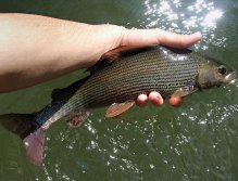 Pretty dark grayling from a deep river pool.