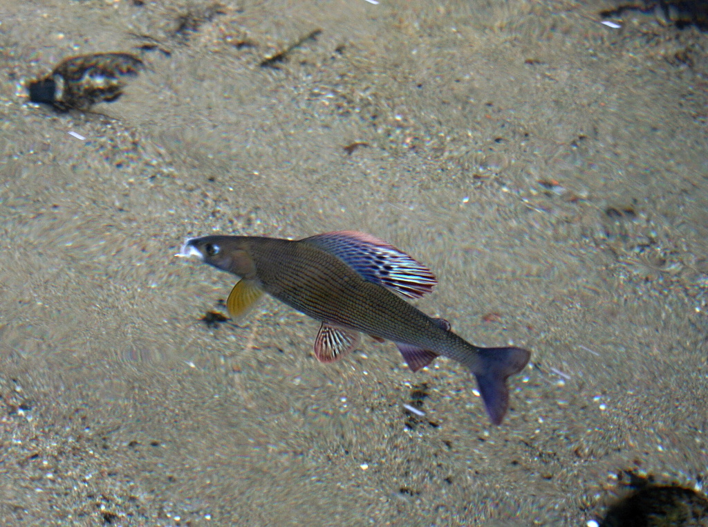What is it? Just relax, this is levitating grayling! ;-)