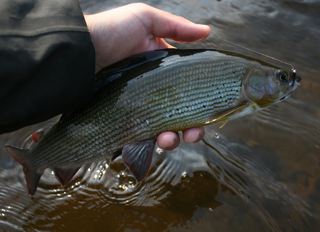 Dark male of grayling in all his beauty!