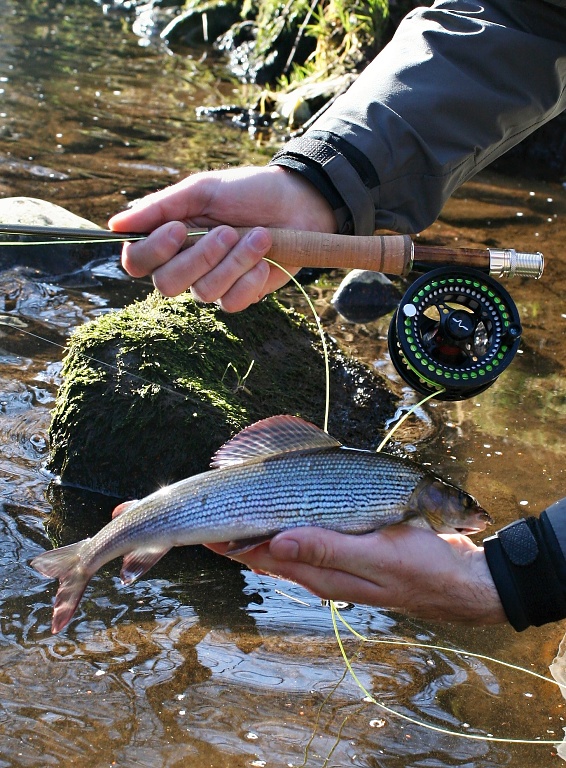 Nice grayling & used Guideline fly fishing gear