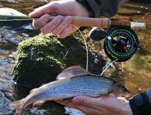 Nice grayling & used Guideline fly fishing gear