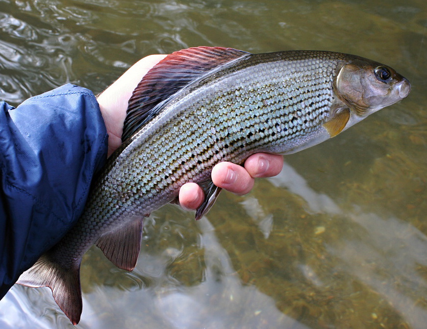 Stunning autumn grayling caught on a nymph.