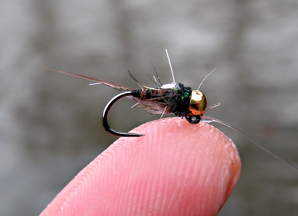 Ouch... Gotcha! Tungsten PTN - The perfect grayling nymph!