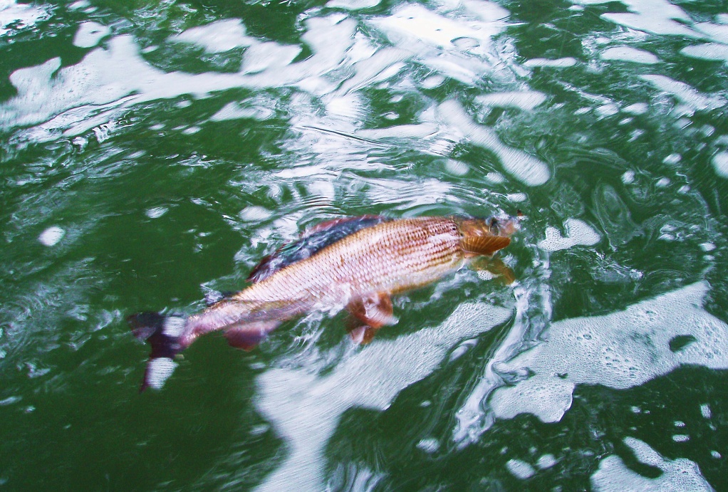 The last shot before landing this beautiful fish!