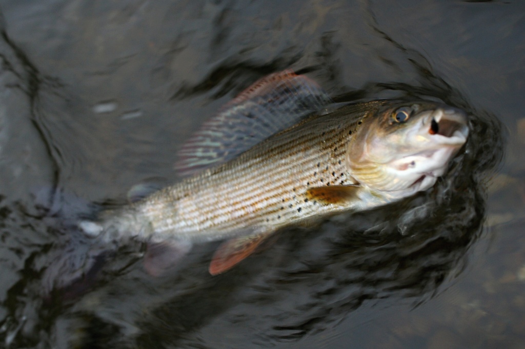 Pierced grayling by the Czech Nymph.