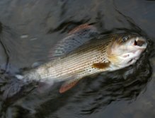 Pierced grayling by the Czech Nymph.