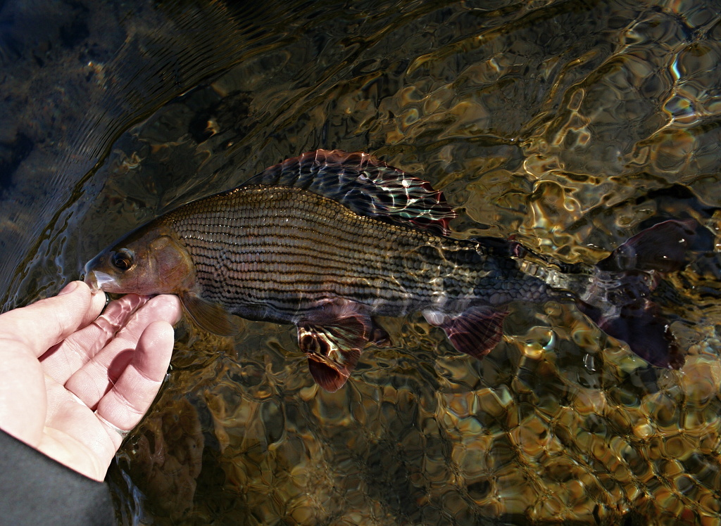 This magnificent fish is ready to release!