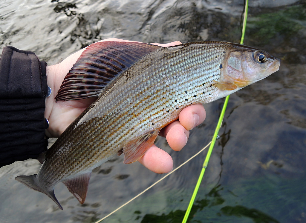 Lovely autumn grayling.
