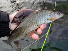 Lovely autumn grayling.