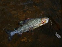 Starring: Small black jig with a silver tungsten head rulez!