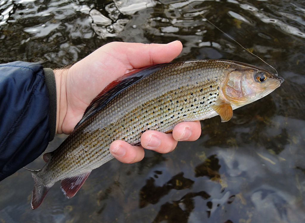 Nicely spotted male of grayling.