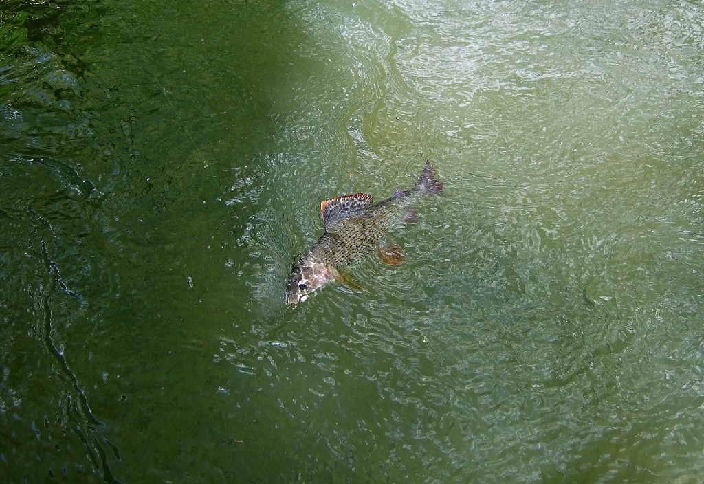 Fight with a nice grayling under the surface.