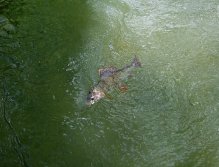 Fight with a nice grayling under the surface.