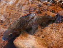 Just relax in peace and gain strength after an exhausting fight!