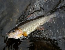 The beautifully colored autumn grayling has already given up our duel.