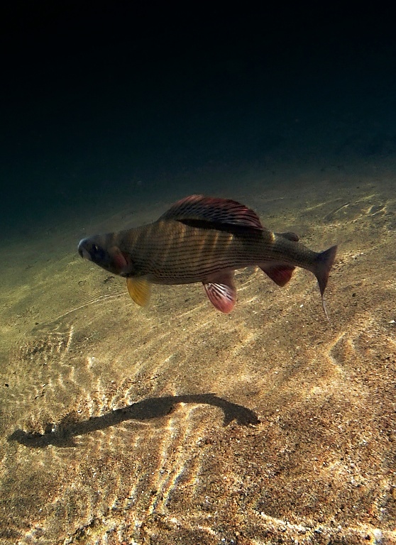Underwater dance of a stunning Czech grayling!
