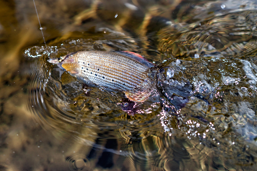 Beautiful shot from the fight!