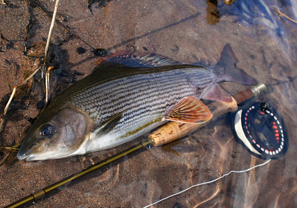 Big Czech river grayling from a small mountain stream.