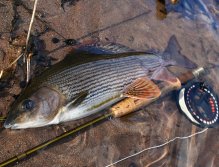 Big Czech river grayling from a small mountain stream.
