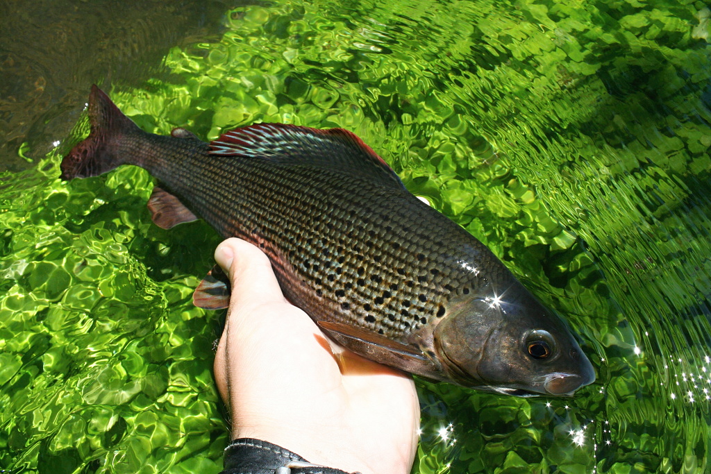 Cracking river grayling in my hand!
