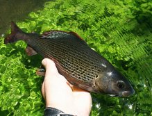 Cracking river grayling in my hand!
