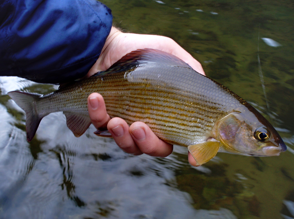 Typical colors of autumn grayling.
