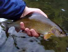 Typical colors of autumn grayling.