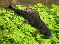 The Beauty Of Czech Grayling On A Fly