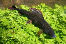 The Beauty Of Czech Grayling On A Fly - Gallery