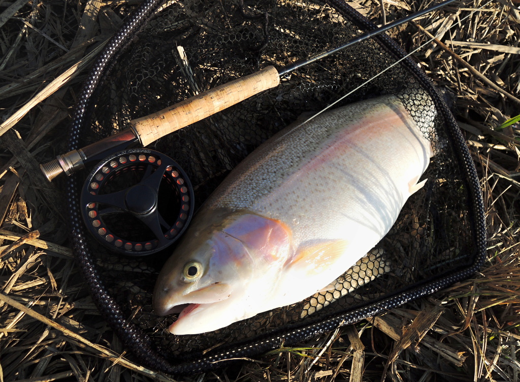 A perfect example is this big rainbow trout in golden form caught on my flagship stillwater fly for winter season - the big rainbow killer "AR Fish Fry Booby Streamer"! Slowly retrieve on the sinking line is absolutely irresistible for large trout!