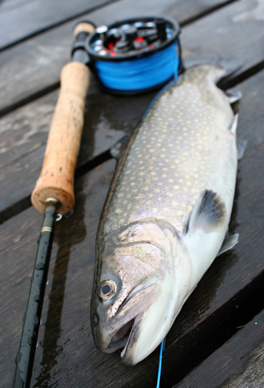 A nice brook trout from still water will greatly serve as an excellent fresh dinner for my frozen body! :-) In winter, look for fish on still waters especially near the bottom and do not forget to adapt the reviveing of flies to slowed fish metabolism.