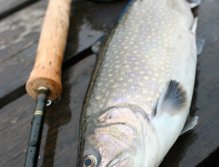 A nice brook trout from still water will greatly serve as an excellent fresh dinner for my frozen body! :-) In winter, look for fish on still waters especially near the bottom and do not forget to adapt the reviveing of flies to slowed fish metabolism.