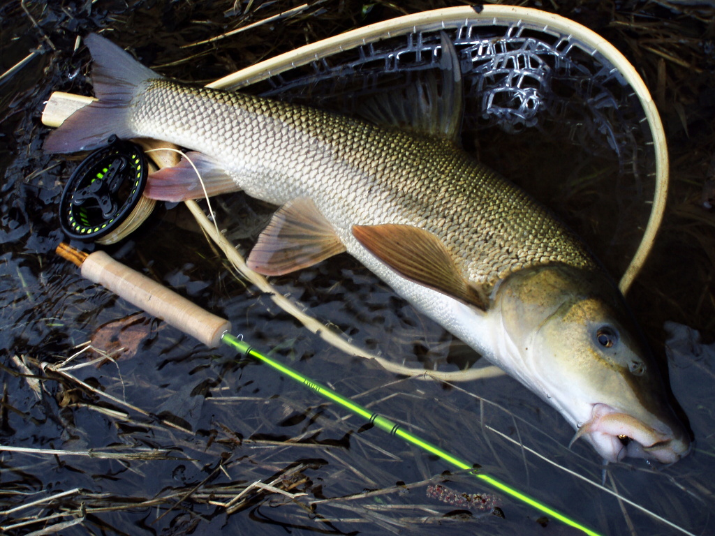 Or you can also go to your favorite lowland non-trout river, where you try to catch some nice barbel! I love barbel fishing during the winter holiday season! It is important to find the fish and then naturally present them adequate loaded fly patterns!