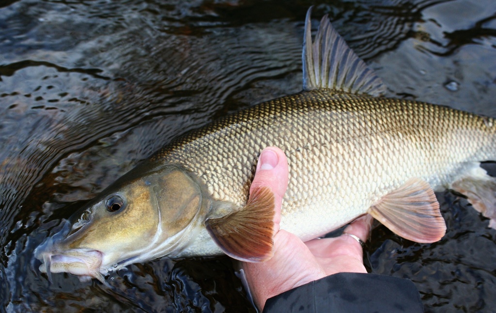 The Queen of the river poses for the last photo just before release! Barbel is a very fighting river fish, if you are targeting it specifically, use harder fly rods, so that you do not get too tired by fighting with light fly fishing gear!