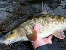 The Queen of the river poses for the last photo just before release! Barbel is a very fighting river fish, if you are targeting it specifically, use harder fly rods, so that you do not get too tired by fighting with light fly fishing gear!