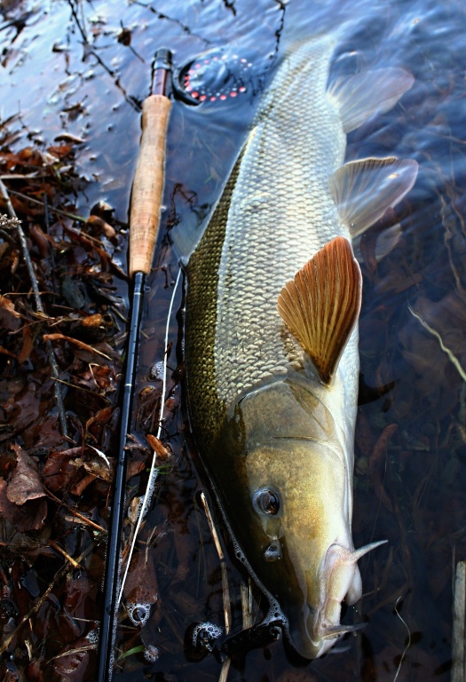 Another beautiful barbel from my childhood river. Even on small rivers you will often find big fish. The advantage of such waters is their readability and better "fishability" - compared to larger rivers, where finding fish is often much more difficult!