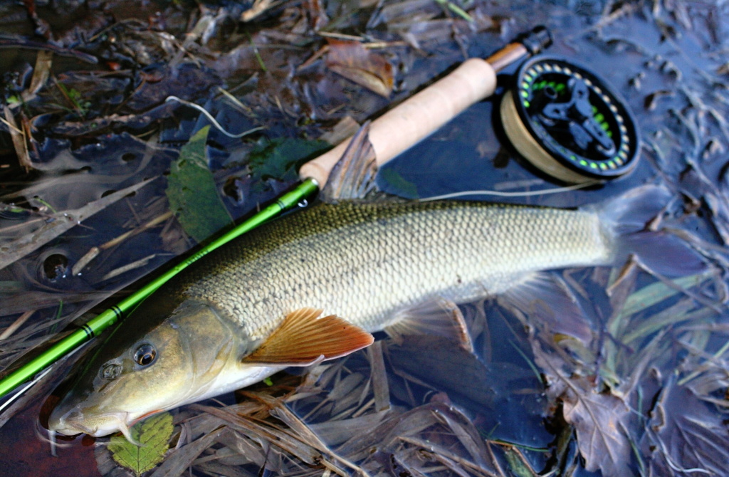 If you find the wintering ground of barbel, which is often some quiet deeper stream, you can catch a few pieces. If you catch such fish in winter time, it is a very special day due to the traditionally low fish activity in this part of season!