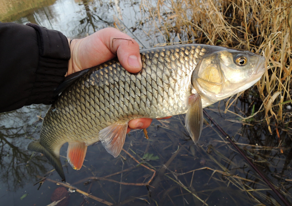 I use the last moments before the end of the year to catch predatory fish on the streamer. At this time you can successfully catch perch, pike, zander but also such a nice chub, who easily attack even a small pike streamer imitating injured small fish.