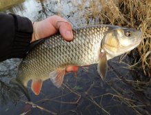 I use the last moments before the end of the year to catch predatory fish on the streamer. At this time you can successfully catch perch, pike, zander but also such a nice chub, who easily attack even a small pike streamer imitating injured small fish.