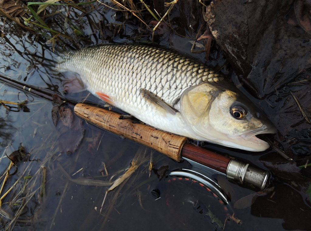 And another nice chub from a promising pike pool surprised me with his ferocity and brave fight in the icy water. Such a beautiful healthy fish will make you happy during the last December fishing days!