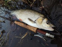 And another nice chub from a promising pike pool surprised me with his ferocity and brave fight in the icy water. Such a beautiful healthy fish will make you happy during the last December fishing days!