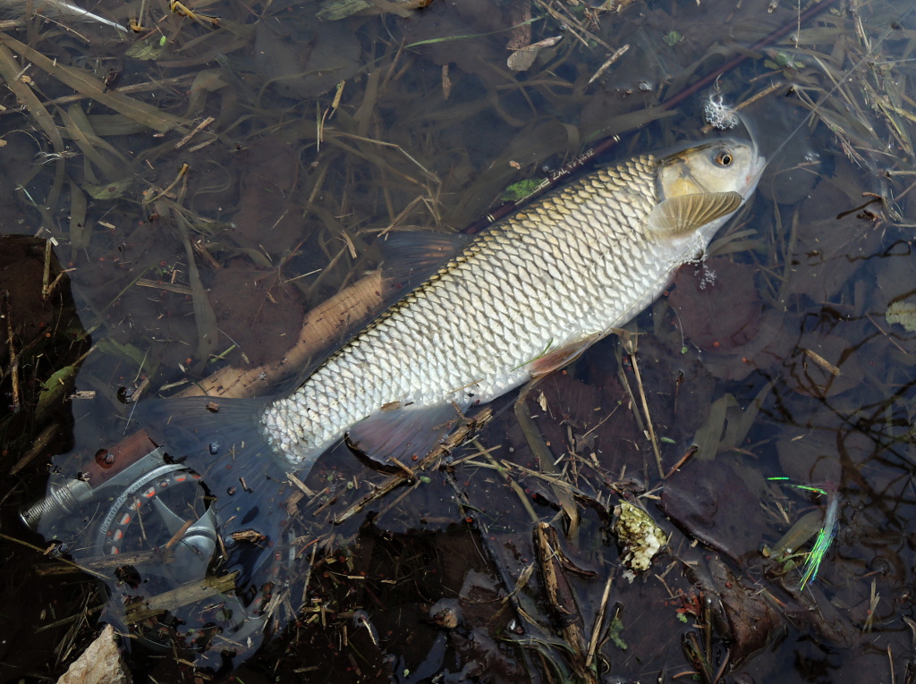 Looks like the pool did not hide a pike or a nice perch, but it was full of nice and hungry chub! As I wrote, in winter fishing every fish is a success and it does not matter that the catch is not the target fish!