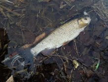 Looks like the pool did not hide a pike or a nice perch, but it was full of nice and hungry chub! As I wrote, in winter fishing every fish is a success and it does not matter that the catch is not the target fish!