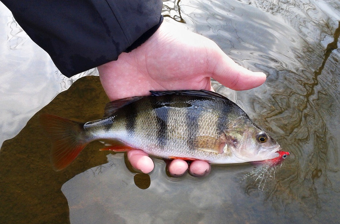 Perch is also a frequent catch during winter expeditions! These are beautiful predatory fish that you can catch most effectively on different types of fish streamers. This nicely chubby fish could not resist a clich� like RH Fish Streamer!