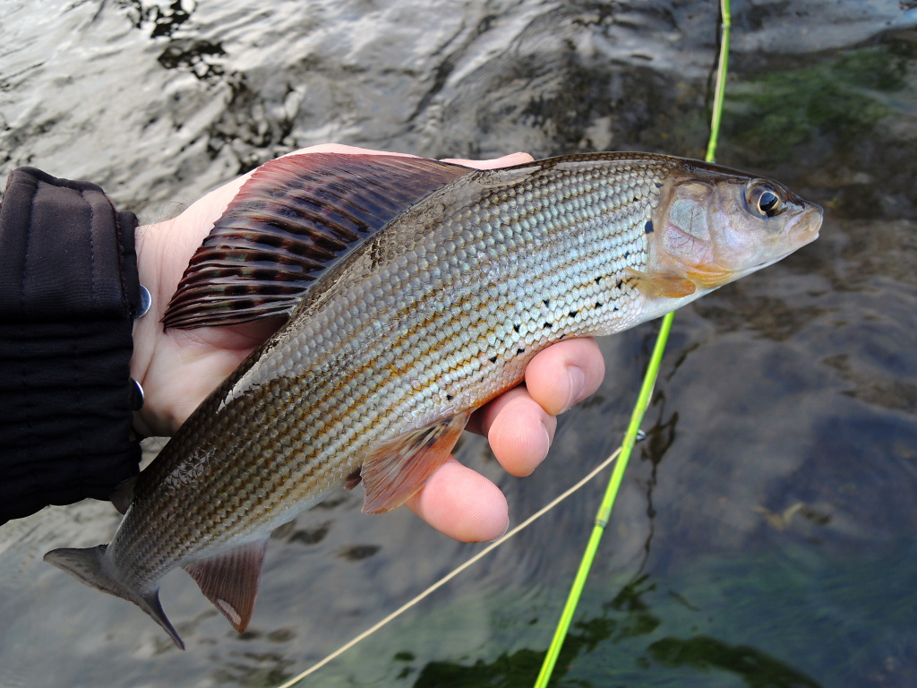 Beautiful December grayling caught in a slower stream on a small nymph. The grayling often stands in shoals of coarse fish and because of their "more ferocious nature" they often catch flies before chub or roach.
